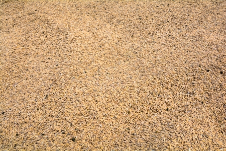 Paddy spread the paste evenly flat for a backgroundの写真素材