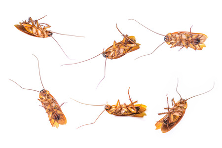 Collection of dead cockroach isolated on a white background の写真素材