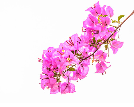 Pink bougainvillea isolated on a white background の写真素材