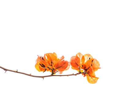 Orange bougainvillea isolated on a white background の写真素材