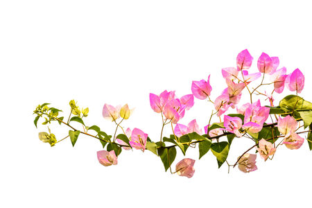 Pink bougainvillea isolated on a white background の写真素材