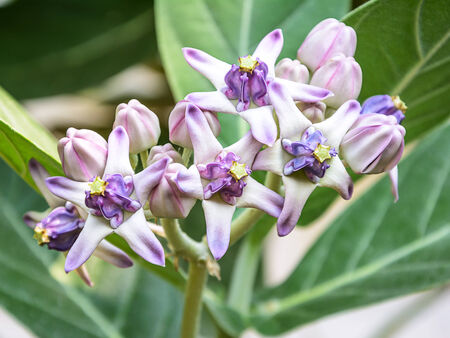 Purple crown flower blooming on the tree   Calotropis gigantea の写真素材