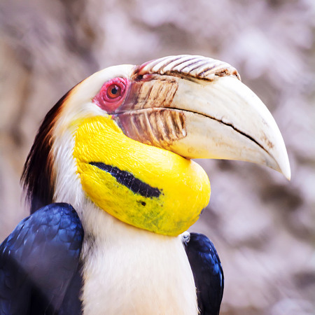Great hornbill, Close up of head shot の写真素材