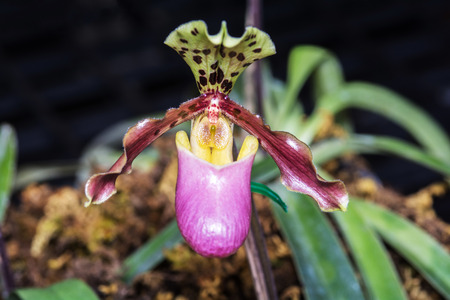 Beautiful paphiopedilum orchid flowers in the garden の写真素材