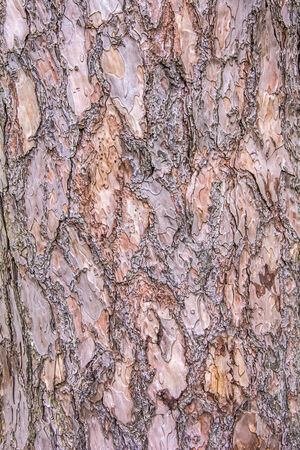 Close up texture of Bark Pine Tree 