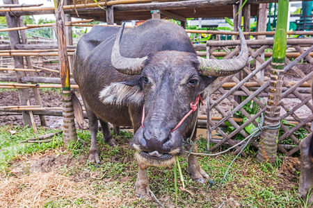 Water Buffalo in a farm with the beautiful horns.