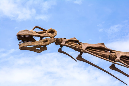 Head skull of dinosaur on blue sky with white clouds.の写真素材