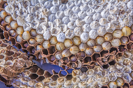Close up larva wasps in wasps nest.の写真素材