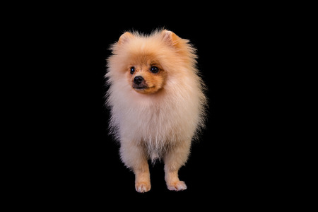 Pomeranian puppies isolated on black backgroundの写真素材