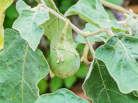 Green eggplant on the tree in the garden.の写真素材