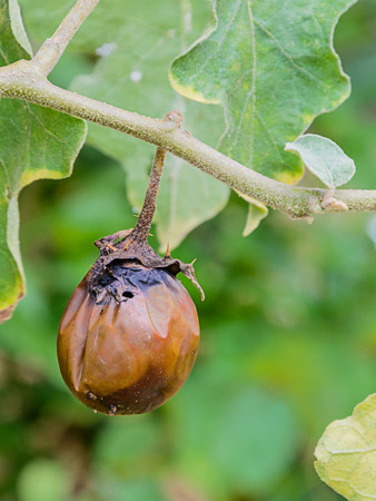 Rotten eggplant on the tree in the garden.の写真素材
