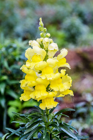 Antirrhinum majus dragon flower in bloom in garden.の写真素材