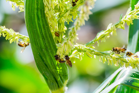 Honey bee worker collecting pollen from flower of corn.の写真素材