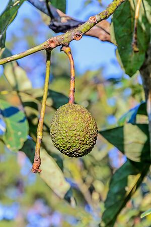 Avocados fruit on branch surrounded with leaves.