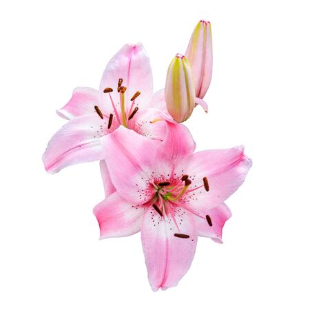 Pink lilly flower on white background.の写真素材