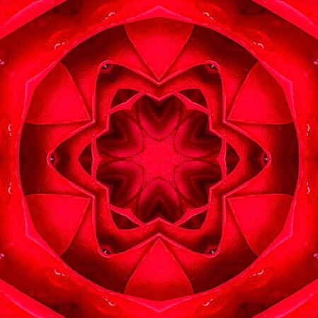 Abstract background pattern made from petals rose flowers.の写真素材