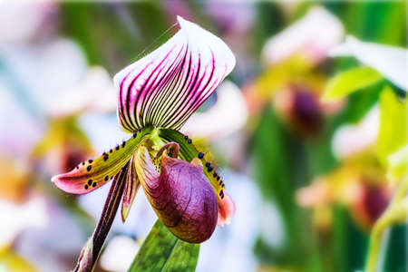 Beautiful paphiopedilum orchid flowers in garden.の写真素材
