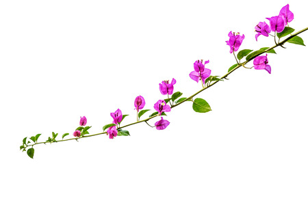 Bougainvillea isolated on white backgroundの写真素材