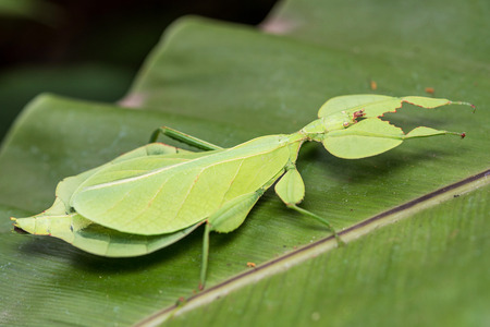 Phyllium giganteum, Leaf Insect walking leave, insect on tree in tropical forests from chiang mai, thailand.の写真素材