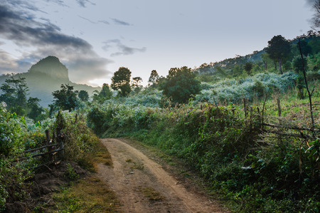 Routing traffic in the countryside, road in forest, tire tracks.の写真素材