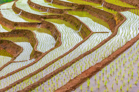 Rice terraced at Pa Bong Piang village, Mae Chaem District, Chiang mai, Thailand.の写真素材