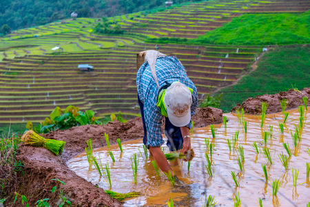 Farmer rice seedling transplanting in rice terraced at Pa Bong Piang village, Mae Chaem District in Chiang mai,Thailand.の写真素材