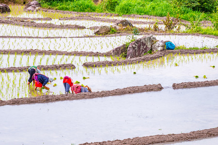 Farmer rice seedling transplanting in northern part of Thailand.の写真素材