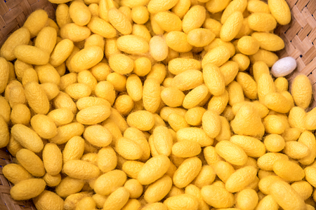 Silkworm cocoon in basket, yellow silkworm cocoon for backgroundの写真素材