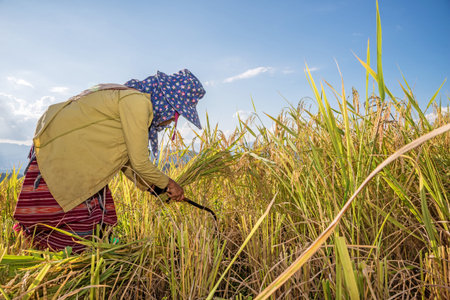 Farmers harvest rice by the traditional approach, reaping the rice together by a sickle.の写真素材