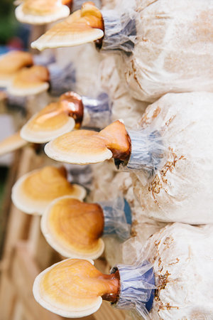 Closeup Lingzhi (Ganoderma lucidum) growing at mushroom farm, selected focus.