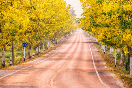 Golden shower(Cassia fistula) flowers national of thailand, on roadside in the countryside.の写真素材