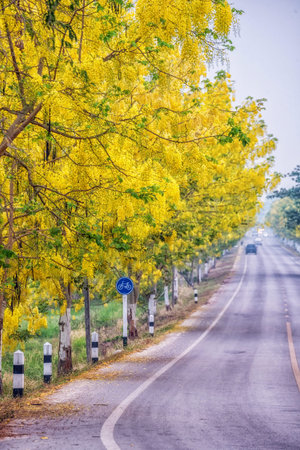 Golden shower(Cassia fistula) flowers national of thailand, on roadside in the countryside.の写真素材