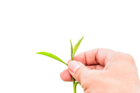 Green tea leaf in hand isolated on white background.の写真素材