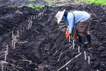 Farmers seedling transplanting of cassava plant into soil for planting in cassava field.の写真素材