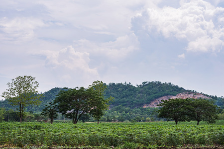 Cassava or Tapioca grow up in farmland agriculture, Cassava field.の写真素材