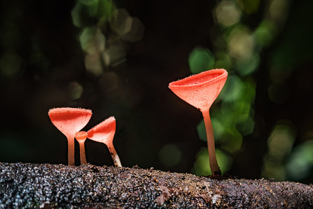 Mushrooms orange fungi cup ( Cookeina sulcipes ) on decay wood, in the rain forest.の写真素材