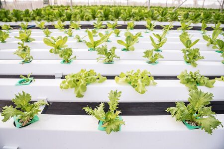 Organic hydroponic vegetable growing in water without soil at farm plant.の写真素材