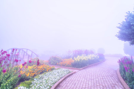 Landscaping with walkway in the garden in the mist.の写真素材