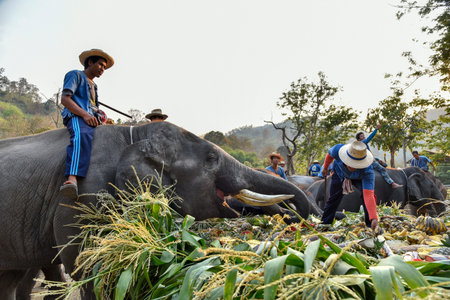 CHIANG MAI, THAILAND - MARCH 13, 2018 : At Maetaeng Elephant Camp, Elephants in Thailand's Chiang...