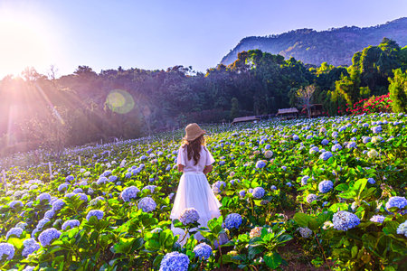 Young woman traveler enjoying with blooming hydrangeas flowers garden at Khun Pae Village, Chiang Mai, Thailand, Travel lifestyle concept.の写真素材