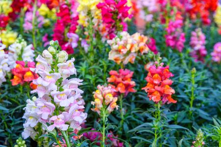 Beautiful Antirrhinum majus dragon flower also known as Snap Dragons and Tagetes patula (French Marigolds) is blooming in the garden.の写真素材