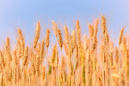 Yellow grain ready for harvest growing in a wheat field. Background of ripening ears of meadow wheat...