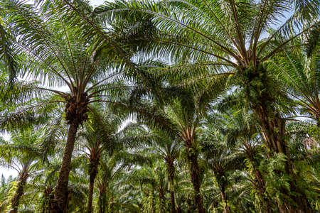 Plantation of palm oil tree at garden In the south of Thailand. Beautiful Plam trees at garden.の写真素材