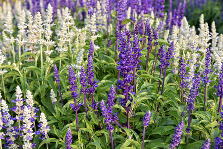 Beautiful Salvia Flower in the garden, Floral backgroundsの写真素材