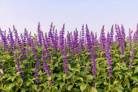 Beautiful Salvia Flower in the garden, Floral backgroundsの写真素材