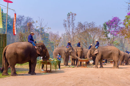 LAMPANG, THAILAND - MARCH 13, 2020 : At The Thai Elephant Conservation Center Lampang province are...