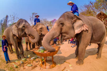 LAMPANG, THAILAND - MARCH 13, 2020 : At The Thai Elephant Conservation Center Lampang province are offering a large catering fruit buffet (Khantok Chang) for elephants on Thai Elephant Day.のeditorial素材