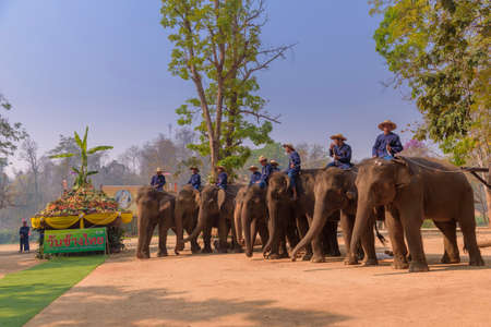 LAMPANG, THAILAND - MARCH 13, 2020 : At The Thai Elephant Conservation Center Lampang province are offering a large catering fruit buffet (Khantok Chang) for elephants on Thai Elephant Day.のeditorial素材