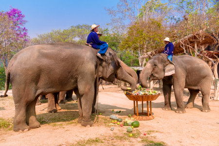 LAMPANG, THAILAND - MARCH 13, 2020 : At The Thai Elephant Conservation Center Lampang province are offering a large catering fruit buffet (Khantok Chang) for elephants on Thai Elephant Day.のeditorial素材