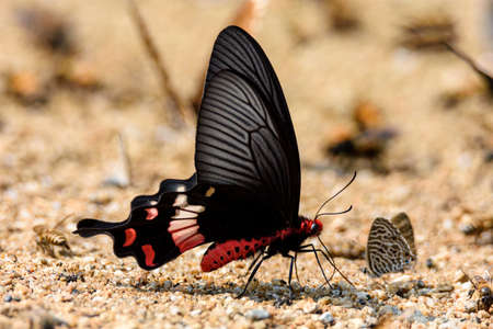 Beautiful the Adamson's Rose butterfly (Byasa adamsoni adamsoni) is sucking food from wet groundの写真素材